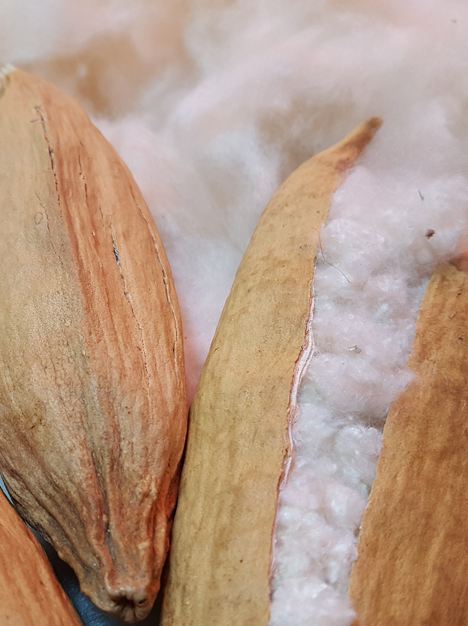 KAPOK .jpg KAPOK .jpg