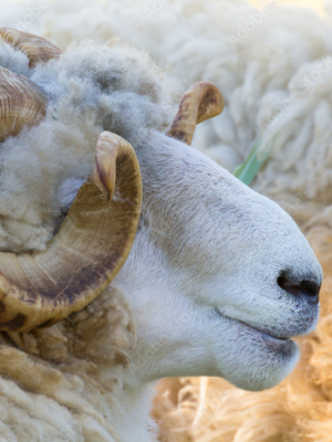 MERINO D'ARLES - immagine prodotto_ok.png MERINO D'ARLES - immagine prodotto_ok.png