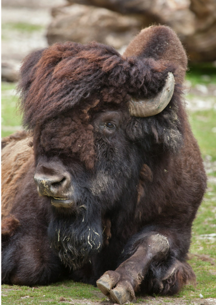 bisonte.png